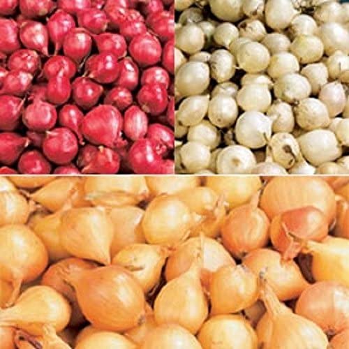 Red, Onion Sets (40 bulbs) Garden Vegetable(Red)