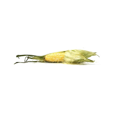 Oasis Fresh Corn Yellow Conventional, 1 Each