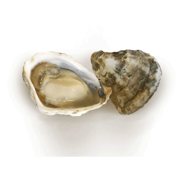 Kusshi West Coast Oysters (60 count)